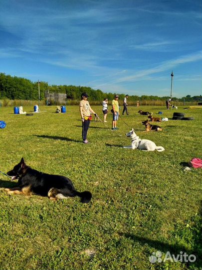 Дрессировка собак, кинолог Москва и мо