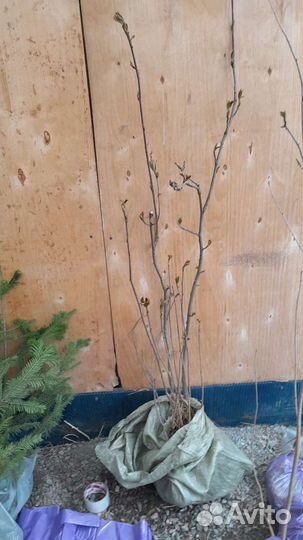 Саженцы Рябины