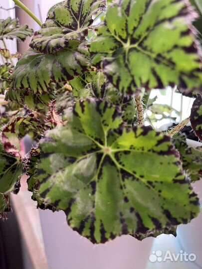 Бегония ростки