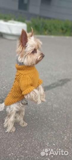 Одежда для собак