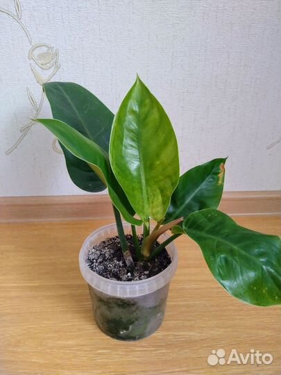 Филодендроны