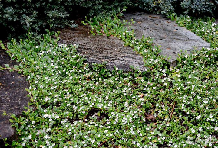 Кизильник стелющийся Корал Бьюти