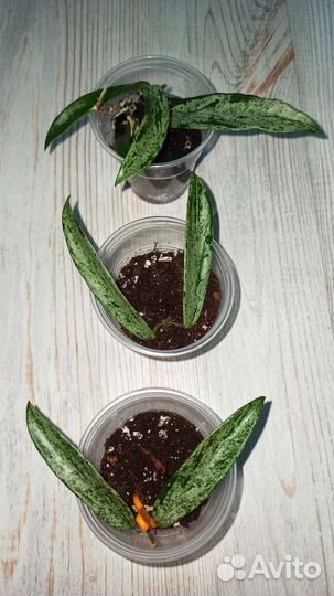 Хойи мелколистные