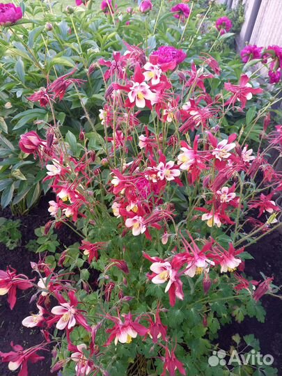 Аквилегия рассада