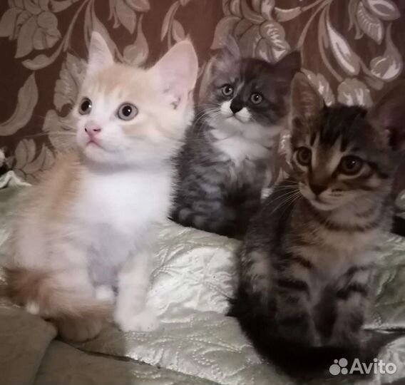 Кошки с большими ушами