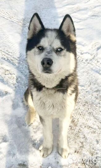 Сибирский хаски