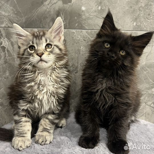 Котята мейн-кун