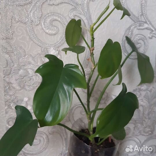Филодендрон