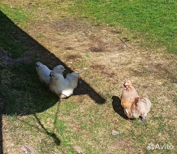 Петух китайский шелковый