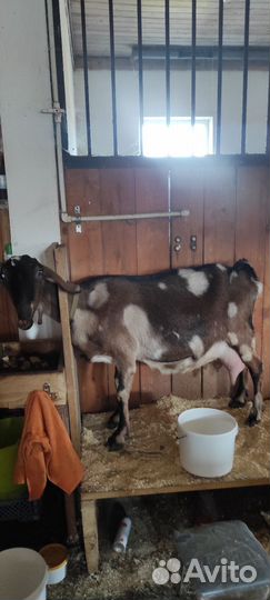 Козы дойные и козлята