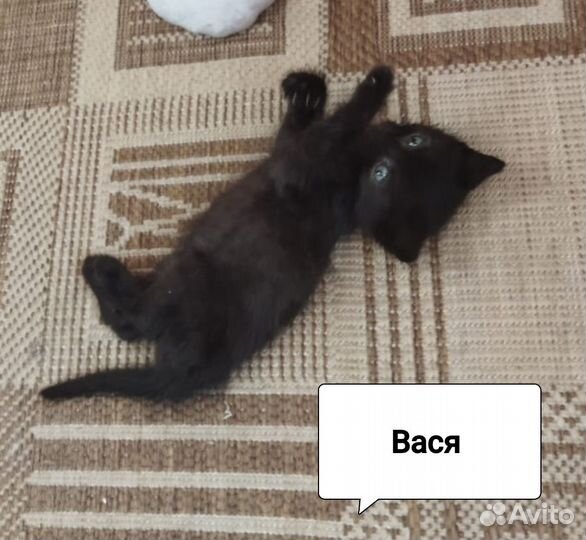 Котята в добрые руки