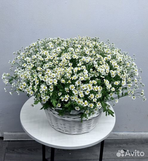 51 Ромашка с доставкой