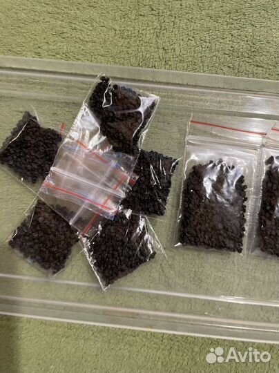 Предзаказы на октябрь. Семена ялтинского лука