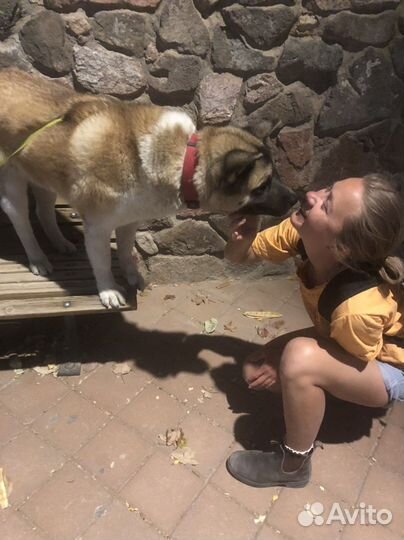 Выгул собак/догситер