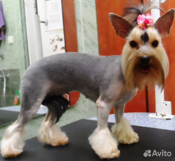 Стрижки собак мелких пород