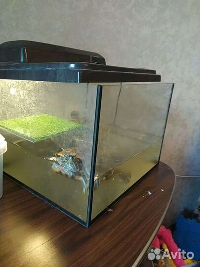 Красноухая черепаха с аквариумом