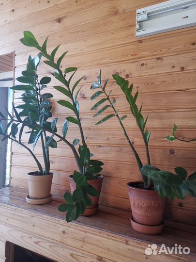 Замиокулькас