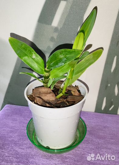 Орхидея дендробиум