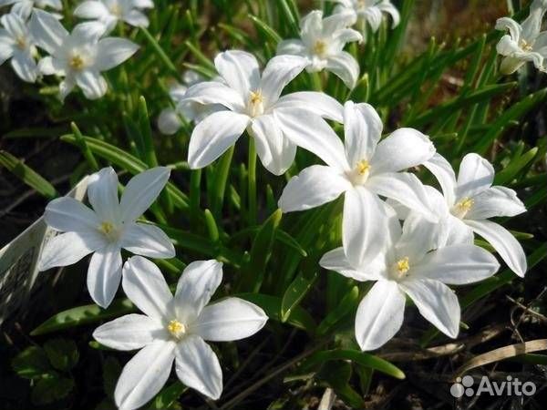 Хионодокса Альба (луковицы) купить в Волгограде | Товары для дома и ...