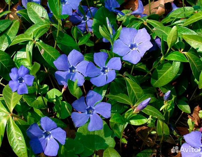 Каменная роза.Барвинок