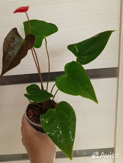 Антуриум (мужское счастье ) часть 2