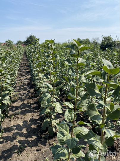 Сирень сорта разные