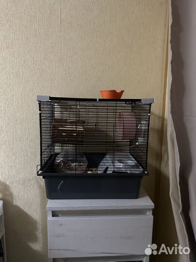 Хомяк с клеткой
