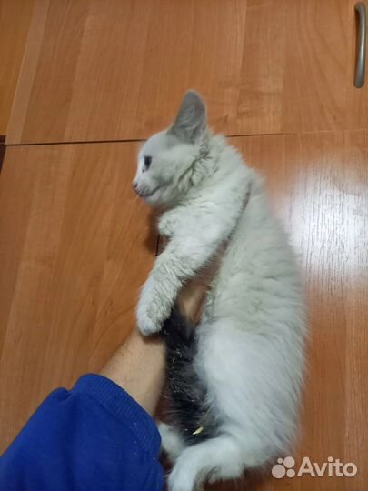 От скуки котенок в добрые руки