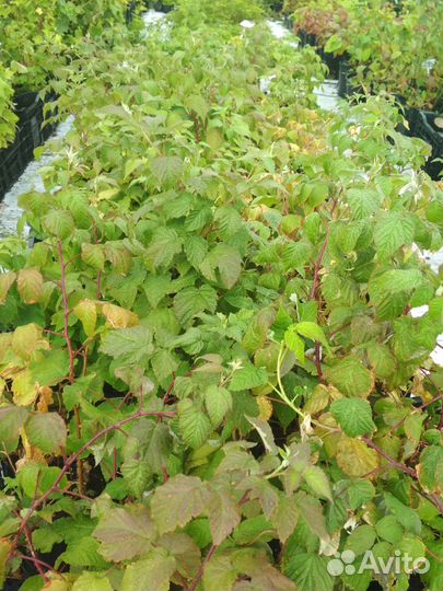 Саженцы яблони, груши, малины в ассортименте