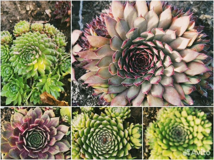 30 видов молодил