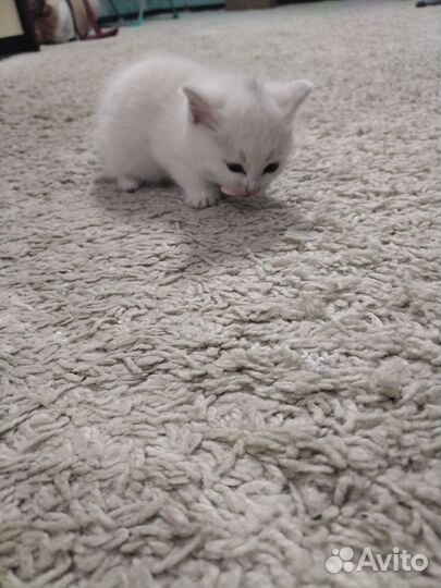 Кошка в дар бесплатно