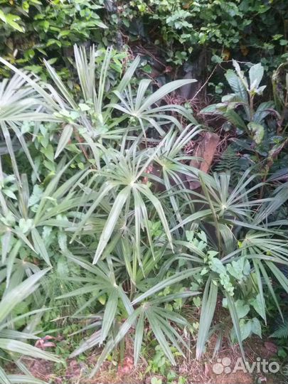 Пальма веерная