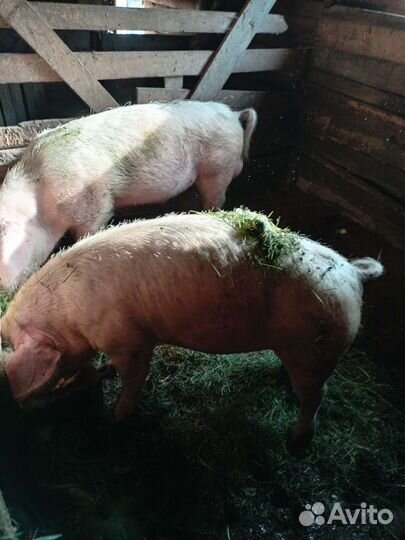 Поросенок ландрас