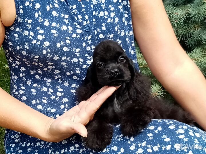 Очаровательная девочка американского кокер спаниел