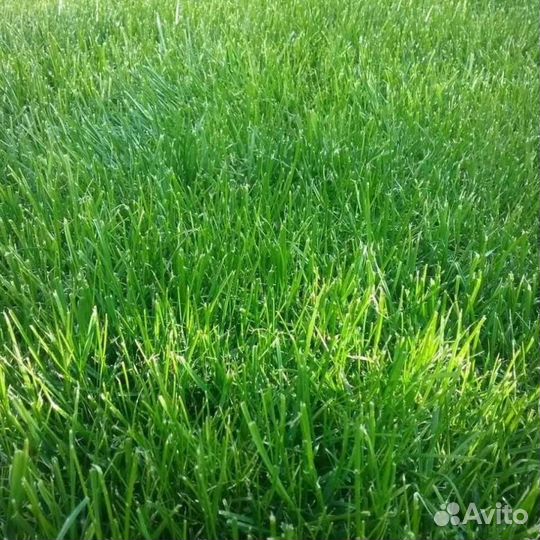 Газонная трава