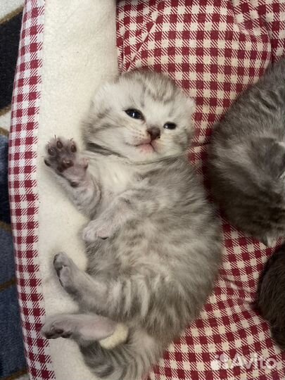 Шотландские