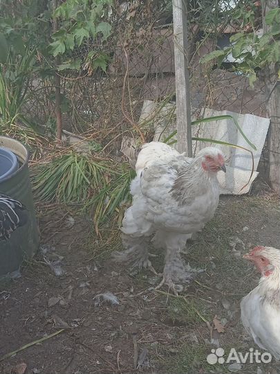 Петух брама