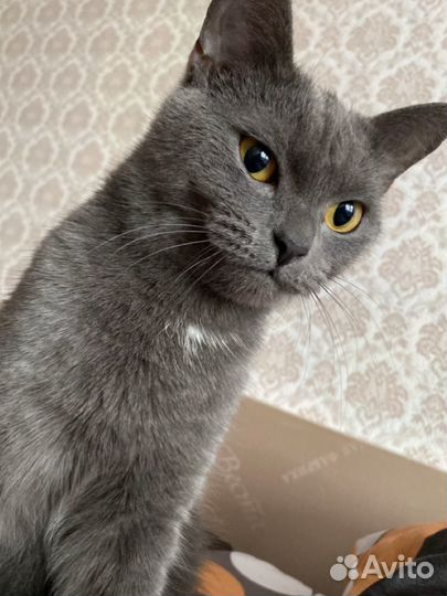 Кошка в добрые руки в дар