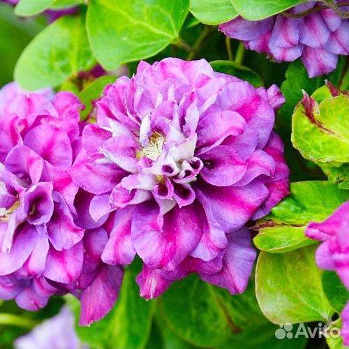 Клематис Королева Бона