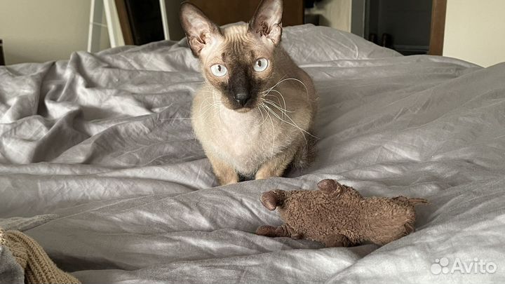 Канадский сфинкс