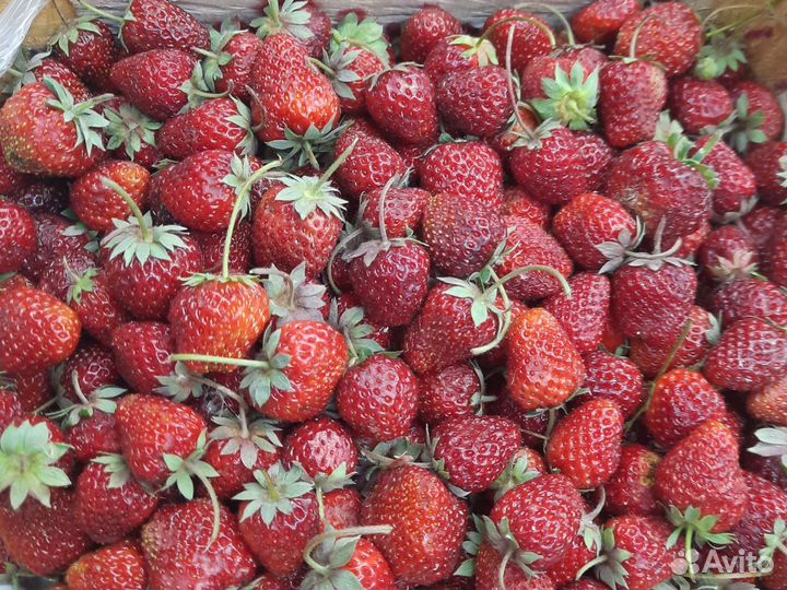 Клубника свежая