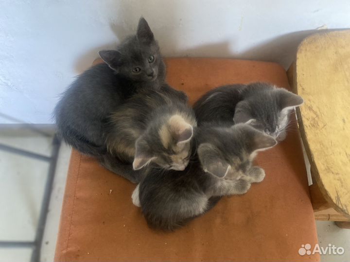 Котята в добрые руки, дымчатую кошечку забрали