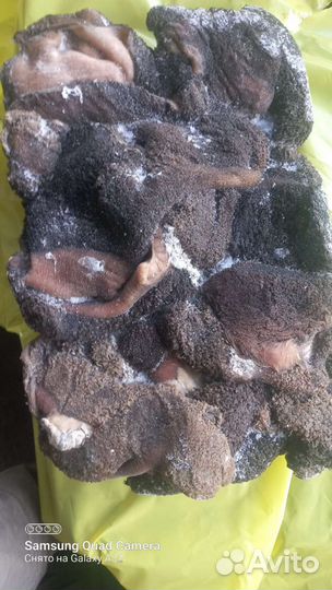 Рубец. Требух говяжий неочищенный. Корм для собак