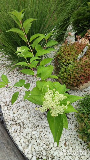 Гортензия Прим Вайт