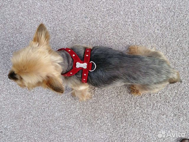 Ошейник-шлейка