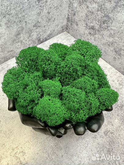 Кашпо руки со стабилизированным мхом