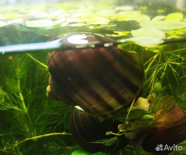 Мальки молинезии, улитки ампулярии