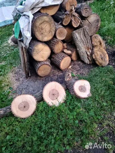 Спил карагач каштан тополь