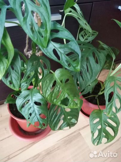 Монстеры разные