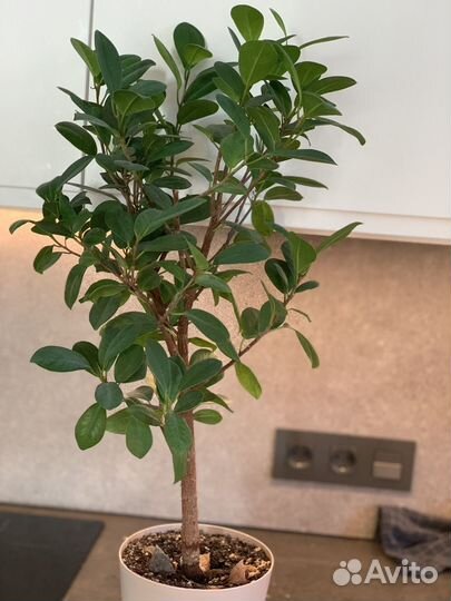 Фикус Микрокарпа, черенки и взрослые растения